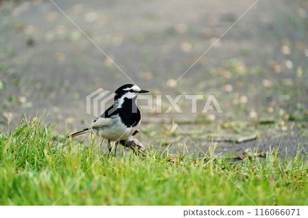 白鶺鴒“野鳥” 白鶺鴒“野鳥” 116066071