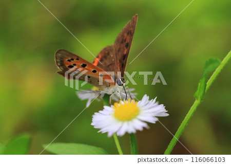吮吸花蜜的山艾樹的特寫 116066103