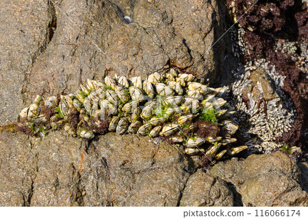 Rocky coast 02 Rocky coast 02 116066174