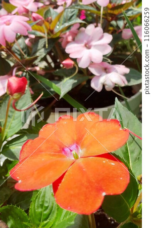 鮮紅的太陽花在雨中濕漉漉的 鮮紅的太陽花在雨中濕漉漉的 116066259