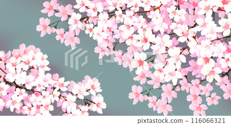 櫻花春天粉紅色背景 櫻花春天粉紅色背景 116066321