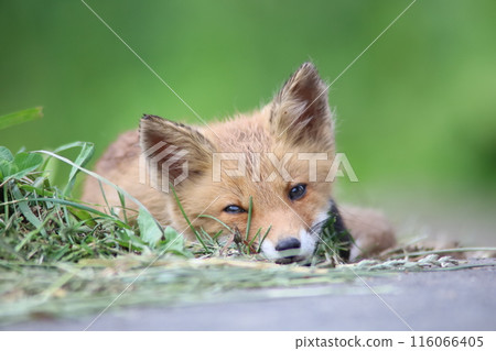 A red fox sleeping on a gravel road 116066405