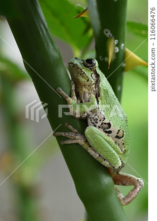 Tree frog 116066476