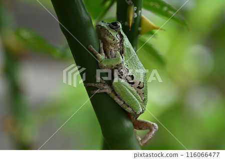 Tree frog 116066477