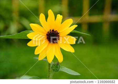 Summer flowers: Yellow sunflowers 116066682