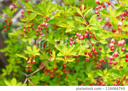 Daeda Dunziae Daeda Dunziae 116066748