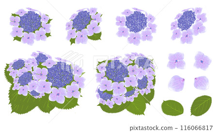 Hydrangea | Blue Sky 116066817