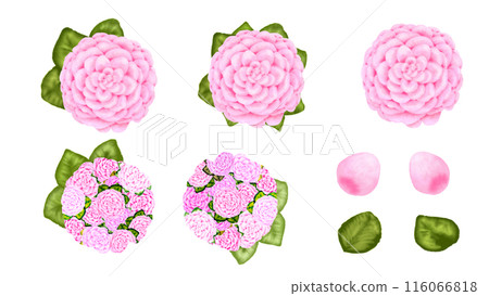 Camellia Camellia 116066818