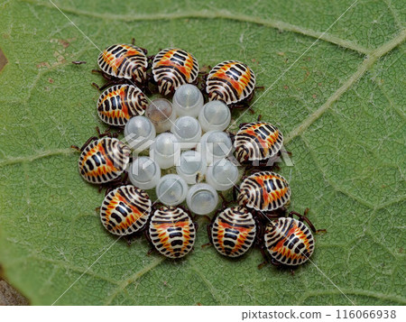 Hatched spotted stink bug larvae 116066938