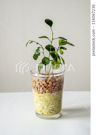 Small interior green Small interior green 116067236