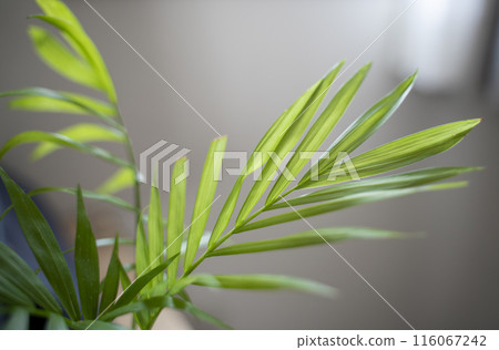 Small interior green Small interior green 116067242