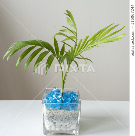 Small interior green 116067244