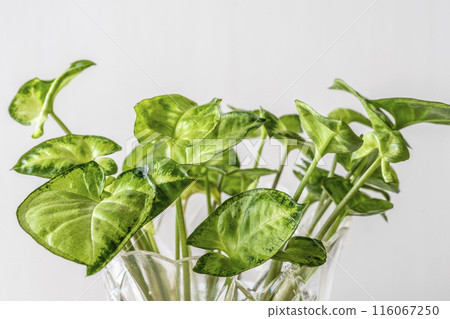 小室內綠色 116067250