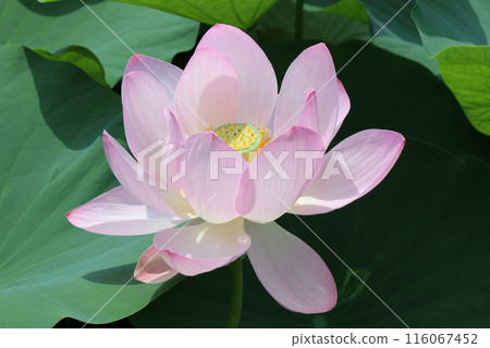 Oga lotus revived from 2,000-year-old seeds 116067452