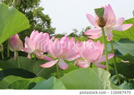 Oga lotus revived from 2,000-year-old seeds 116067470