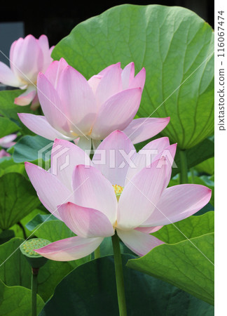 Oga lotus revived from 2,000-year-old seeds Oga lotus revived from 2,000-year-old seeds 116067474