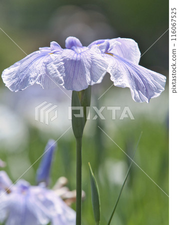 A little past blue iris 116067525