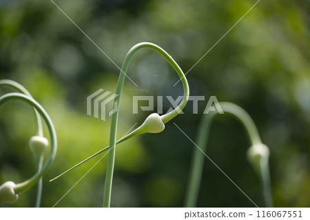 Close-up view of garlic scapes curling gracefully in a garden Close-up view of garlic scapes curling gracefully in a garden 116067551
