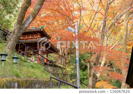 Otagi Nenbutsu-ji Temple (Temple of 1,200 Arhats) in Saga, Ukyo Ward, Kyoto City: Sanpo no Kane (Sanbo Bell) and autumn leaves Otagi Nenbutsu-ji Temple (Temple of 1,200 Arhats) in Saga, Ukyo Ward, Kyoto City: Sanpo no Kane (Sanbo Bell) and autumn leaves 116067620