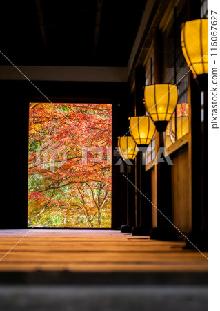 View of autumn leaves from the main hall at Otagi Nenbutsu-ji Temple (Temple of 1,200 Arhats) in Saga, Ukyo Ward, Kyoto City View of autumn leaves from the main hall at Otagi Nenbutsu-ji Temple (Temple of 1,200 Arhats) in Saga, Ukyo Ward, Kyoto City 116067627