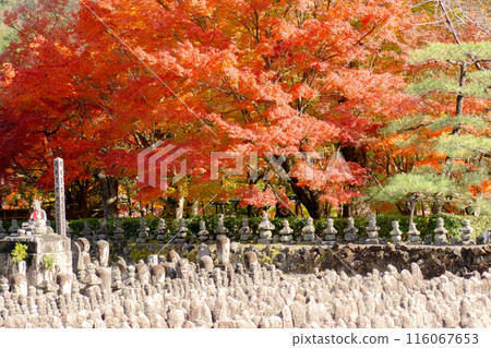 Adashino Nenbutsu-ji Temple in Saga, Sakyo Ward, Kyoto City - The riverbank of Saiin and autumn leaves Adashino Nenbutsu-ji Temple in Saga, Sakyo Ward, Kyoto City - The riverbank of Saiin and autumn leaves 116067653