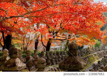 Adashino Nenbutsu-ji Temple in Saga, Sakyo Ward, Kyoto City - The riverbank of Saiin and autumn leaves 116067661