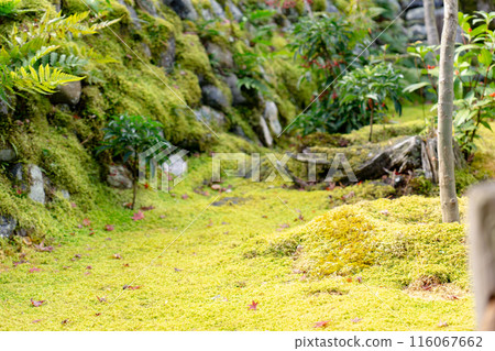 A carpet of moss at Adashino Nenbutsu-ji Temple in Saga, Sakyo Ward, Kyoto City 116067662