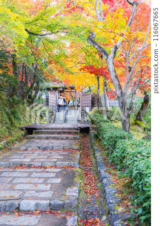 Autumn leaves at the temple gate at Adashino Nenbutsu-ji Temple in Saga, Sakyo Ward, Kyoto City 116067665