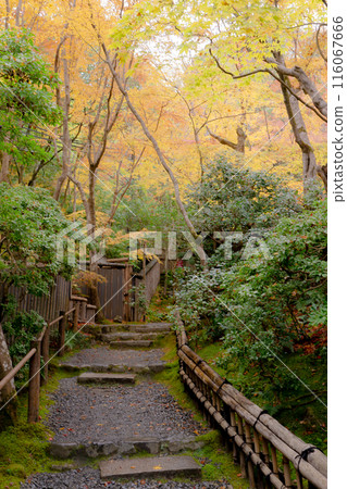 Autumn leaves on the approach to Gion-ji Temple (Ojo-in Nunnery) in Saga, Ukyo Ward, Kyoto City 116067666