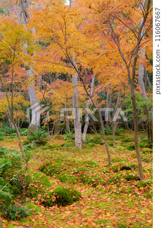 Autumn leaves in the moss garden at Gion-ji Temple (Ojo-in Nunnery) in Saga, Ukyo Ward, Kyoto City 116067667