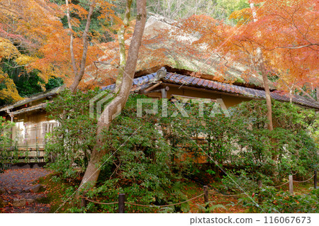 Autumn leaves at the hermitage of Gion-ji Temple (Ojo-in Nunnery) in Saga, Ukyo Ward, Kyoto City Autumn leaves at the hermitage of Gion-ji Temple (Ojo-in Nunnery) in Saga, Ukyo Ward, Kyoto City 116067673