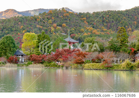 Autumn leaves and Heart Sutra Pagoda at Osawa Pond (Japan's oldest artificial pond) beside Daikakuji Temple in Sagano, Kyoto 116067686