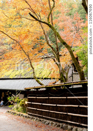 Autumn leaves at Saga Toriimoto Sen'o-cho (Hiranoya) on the Atago Highway in Ukyo Ward, Kyoto City Autumn leaves at Saga Toriimoto Sen'o-cho (Hiranoya) on the Atago Highway in Ukyo Ward, Kyoto City 116067690