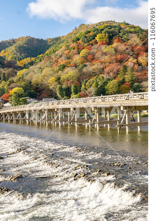 Ukyo Ward, Kyoto City, Saga Tenryu-ji Temple, Arashiyama, Togetsukyo Bridge, Katsura River, Autumn leaves 116067695