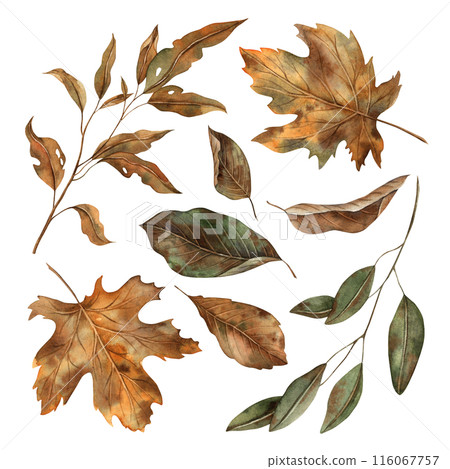 Autumn leaves at various stages of decay. The watercolor botanical collection is drawn by hand in the autumn style. For seasonal designs, in postcards, posters, wallpaper and educational materials 116067757