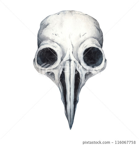 Realistic watercolor anotomic skull of poultry. Watercolor illustration painted in the Gothic style. Suitable for design and jewelry for Halloween, alchemy, mysticism, witchcraft, esotericism 116067758