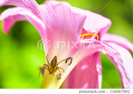 A brown-legged spider resting on a lily 116067902