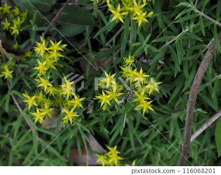 Yellow flowers of Sedum vulgare blooming in the shade Yellow flowers of Sedum vulgare blooming in the shade 116068201