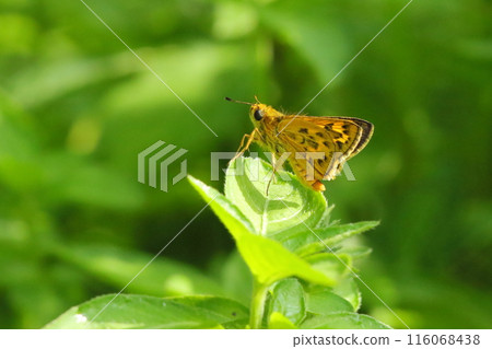 Skipper butterfly (Kimadaraseseri) resting on a leaf 116068438
