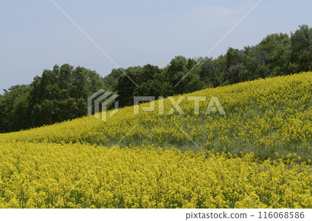 Rapeseed field 116068586