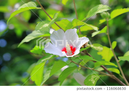 White Rose of Sharon flower with a red center 116068630