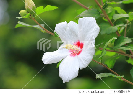 White Rose of Sharon flower with a red center White Rose of Sharon flower with a red center 116068639