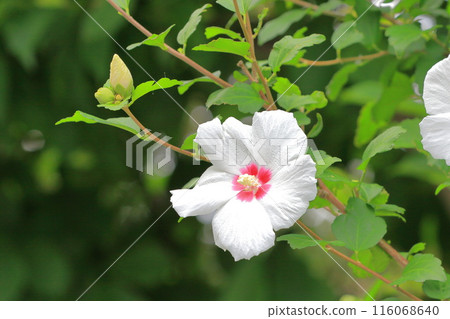 White Rose of Sharon flower with a red center 116068640