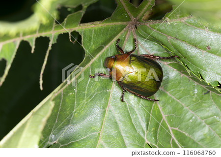 Awesome glass 116068760