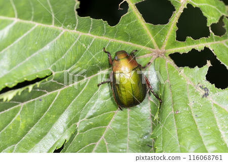 Awesome glass Awesome glass 116068761