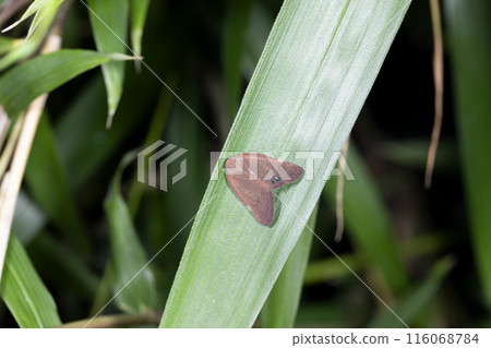 Amigasa Hagoromo 116068784