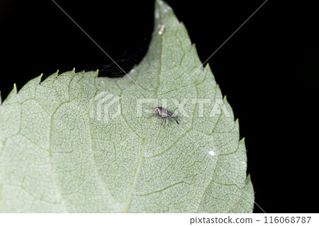 草莓蜂蜜象鼻蟲 116068787