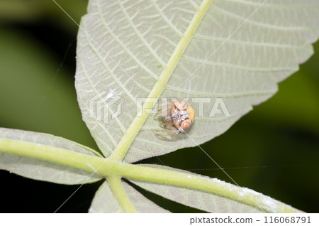 Otorino Fundamasi 116068791