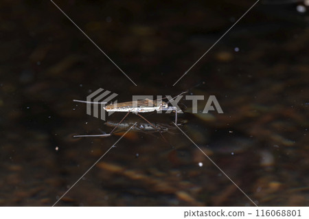 紅水黽 紅水黽 116068801