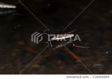 紅水黽 紅水黽 116068804